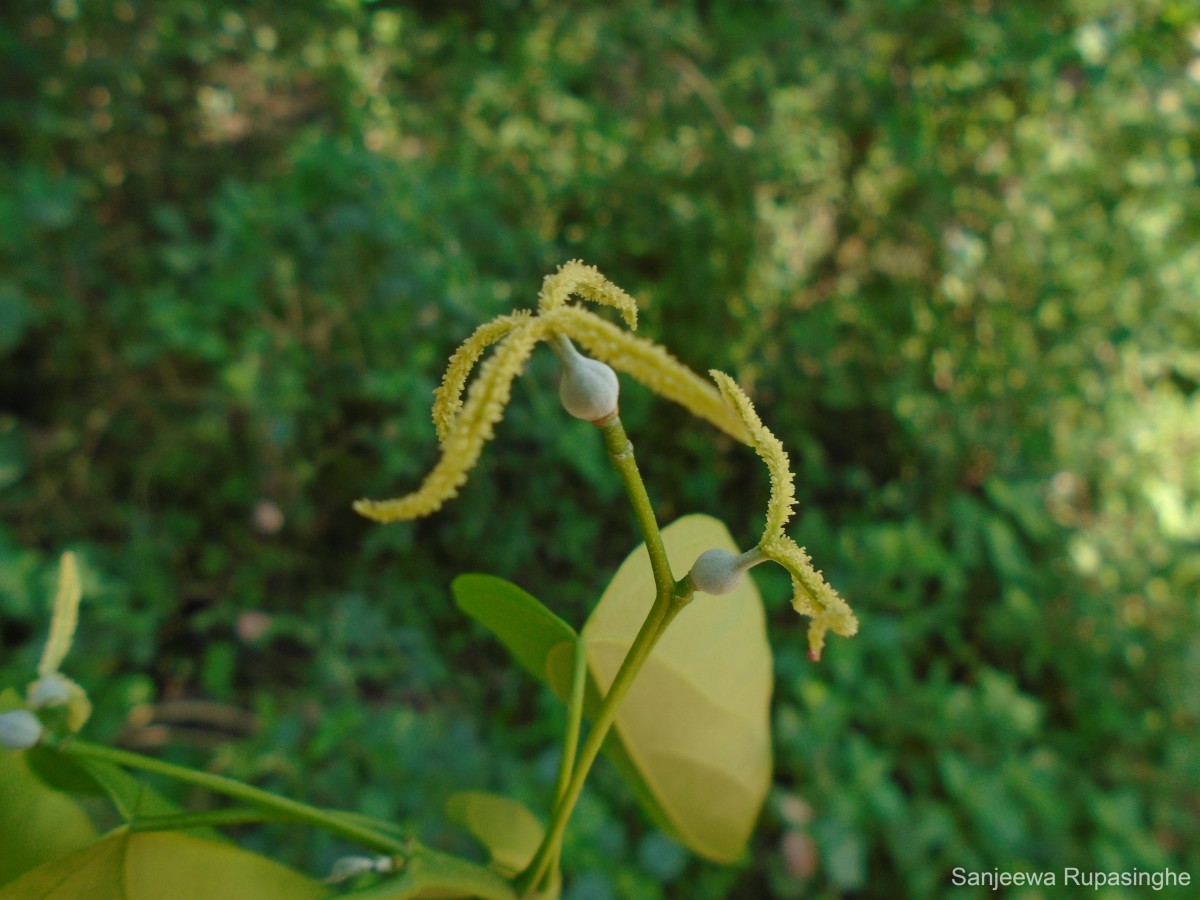 Mallotus nudiflorus (L.) Kulju & Welzen